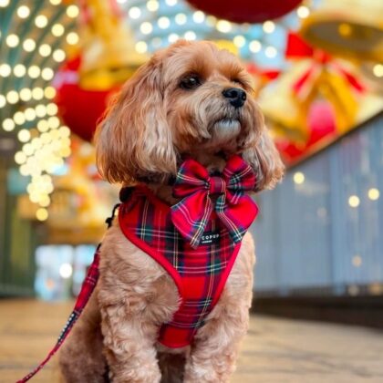 COCOPUP LONDON - Noeud papillon sailor tartan