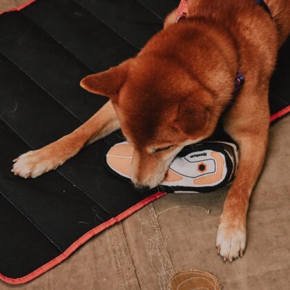 ZEE.DOG x REEBOK - Jouet PUMP OMNI
