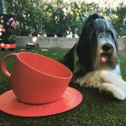 UNITED PETS - Tasse géante anti-éclaboussures (rouge)