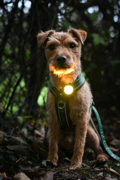 TWIGGY TAGS - Lumière TREKBRIGHT