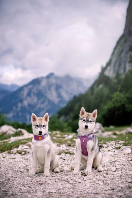 WOOLLY WOLF - Harnais ALPHA 360 mauve