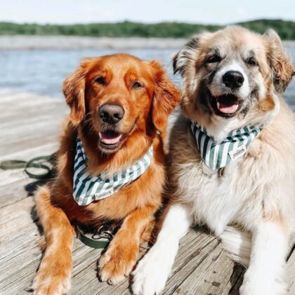 THE PAWS - Bandana CREW DOG