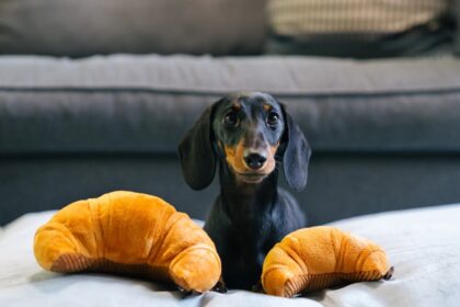 P.L.A.Y. - Peluche croissant