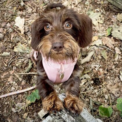 WOOF & WIGGLE - Harnais EXPLORER (rose)